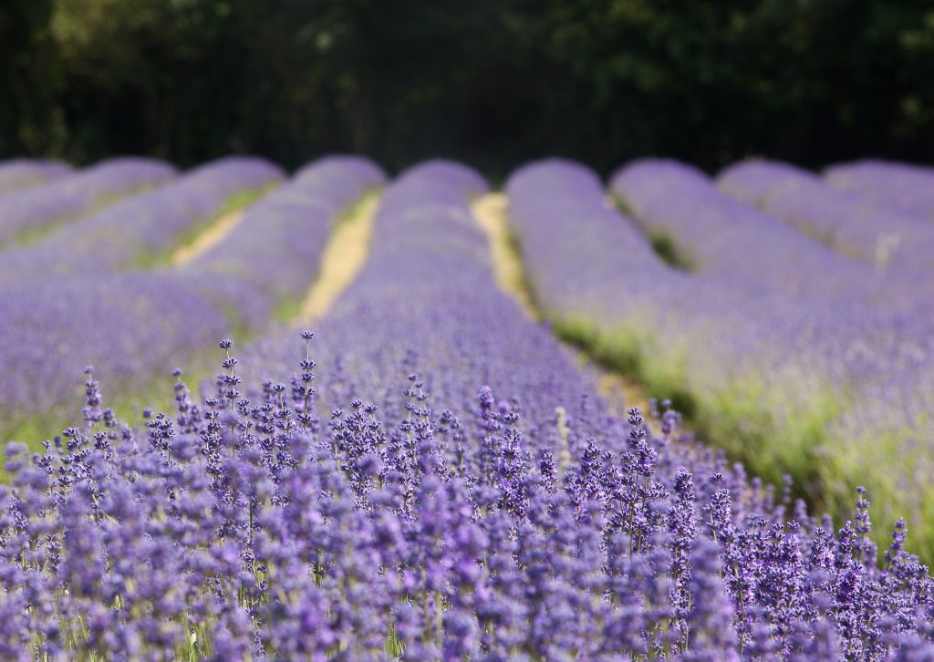 lavender-field-by-augustin-galatanu
