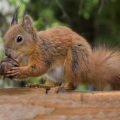 nuts_for_nuts-augustin_galatanu