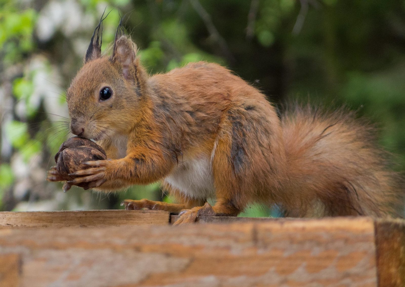 nuts_for_nuts-augustin_galatanu