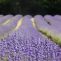 lavender-field-by-augustin-galatanu